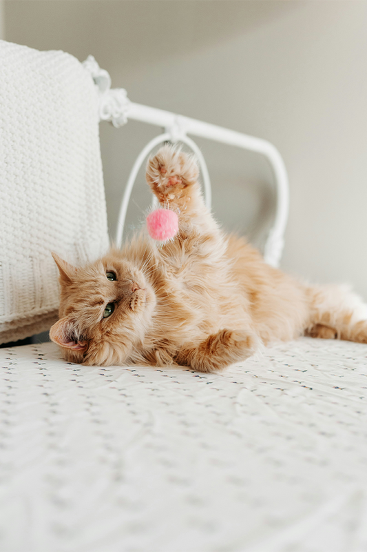 Fluffy Pom Pom Cat Wand Teaser Toy