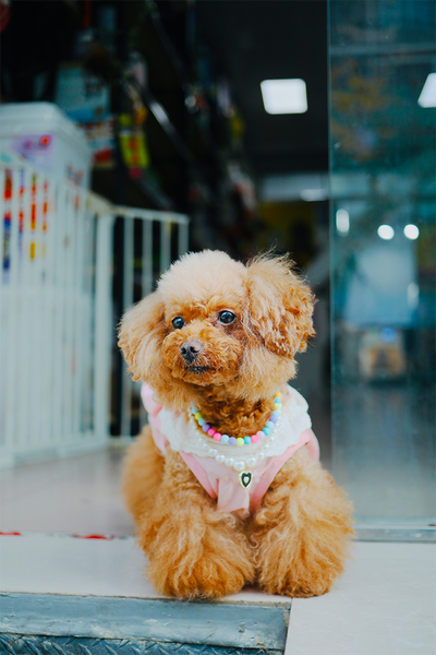 Poodle Princess Bandana & Beaded Necklace Set