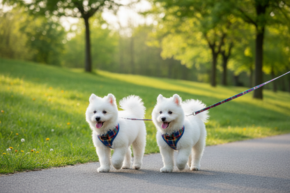Two white small dogs in plaid harnesses walking in park
