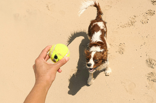 Fetch & Splash Dog Tennis Ball Toy