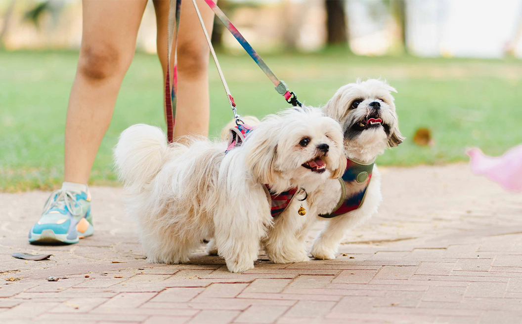Colorful Plaid Small Dog Harness & Leash Set